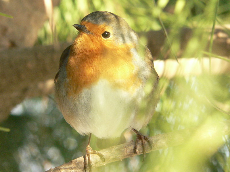 Pettirosso - Erithacus rubecula